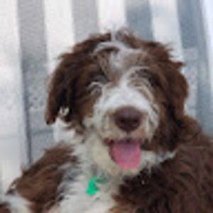 Meet your Posher, Dee